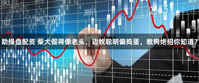 助操盘配资 柴犬倔得像老头，边牧聪明偏捣蛋，教狗绝招你知道？